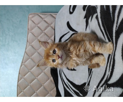 Котята Мейн Кун - Image 9