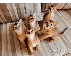 Абиссинские котята - Image 1