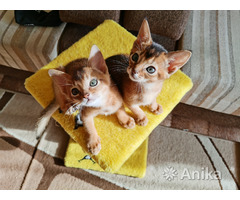 Абиссинские котята - Image 2