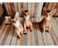 Абиссинские котята - Image 3