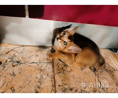 Абиссинские котята - Image 6