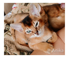 Абиссинские котята - Image 9