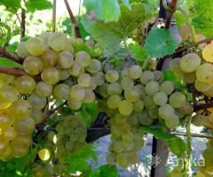 Саженцы винограда. Галахад, Довга,Кристалл - Image 2