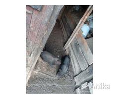 Продам свиней - Image 3