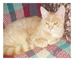 Барсик персиковый котик-мурчалка 6мес - Image 2
