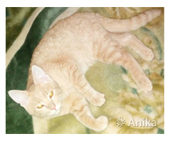 Барсик персиковый котик-мурчалка 6мес - Image 3