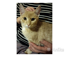 Барсик персиковый котик-мурчалка 6мес - Image 4