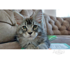 Кошечка мейн-кун Кармен, резерв - Image 1