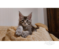Кошечка мейн-кун Кармен, резерв - Image 3