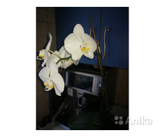 Орхидея - Image 1