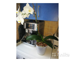 Орхидея - Image 2