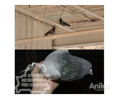 Отлов / удаление птиц из закрытых помещений. - Image 5
