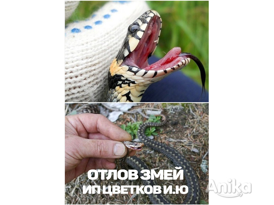 Отлов змей в Минске , Минской области! - 1