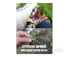 Отлов змей в Минске , Минской области! 