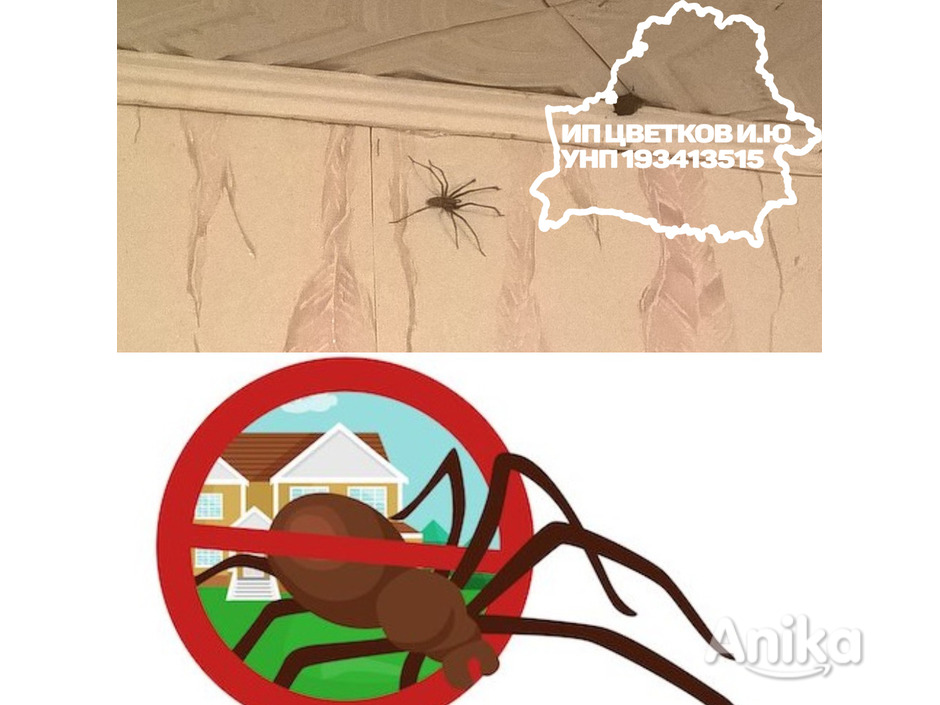 Уничтожение / дезинсекция пауков в Минске - 1