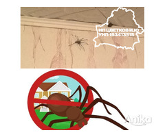 Уничтожение / дезинсекция пауков в Минске