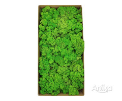 Натуральный мох декоративный зеленый - Image 2