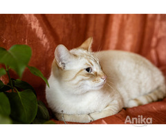 Нежный и красивый котик Беня в дар - Image 5
