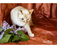 Нежный и красивый котик Беня в дар - Image 6