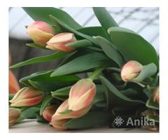 Тюльпаны к 8 марта и 14 февраля оптом