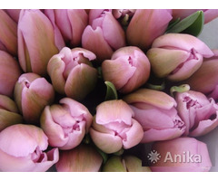 Тюльпаны к 8 марта и 14 февраля оптом - Image 2