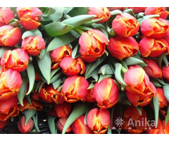 Тюльпаны к 8 марта и 14 февраля оптом - Image 3