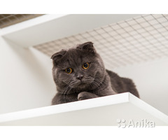Гостиница для кошек  Минск - Image 5