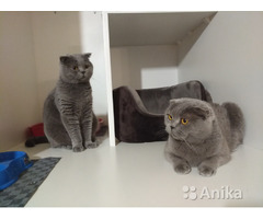 Гостиница для кошек  Минск - Image 8