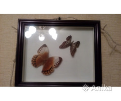 Панно в рамке Бабочки - Image 1