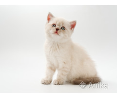 Британские короткошерстные котята - Image 3