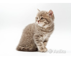 Британские короткошерстные котята - Image 4