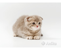 Британские короткошерстные котята - Image 8