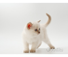Британские короткошерстные котята - Image 9