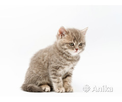 Британские короткошерстные котята - Image 10
