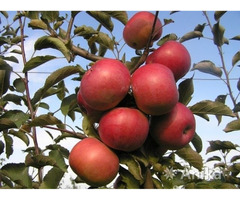 Саженцы яблони - Image 4